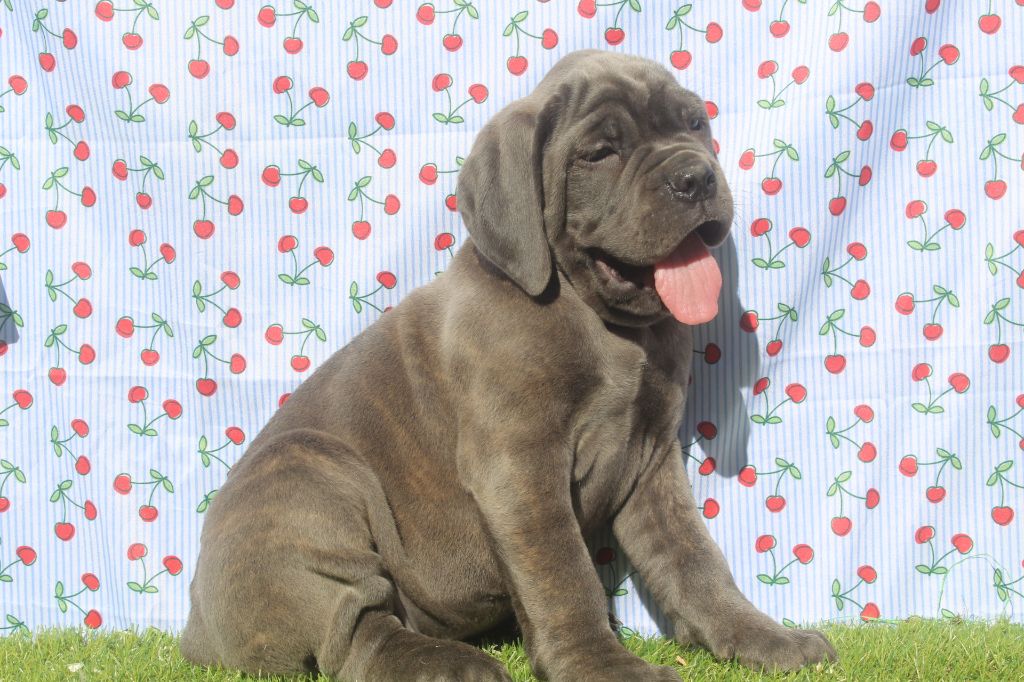 of caniland's dream - Chiots disponibles - Cane Corso