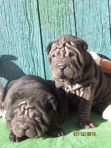 Chiot Shar Pei of caniland's dream