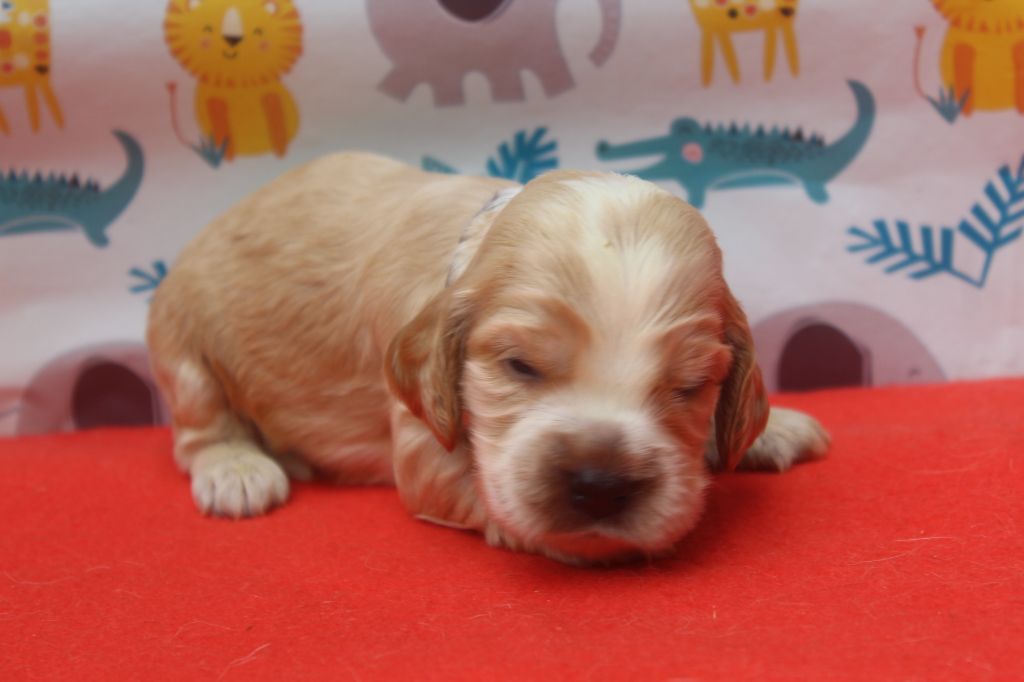 of caniland's dream - Chiots disponibles - Cocker Spaniel Anglais