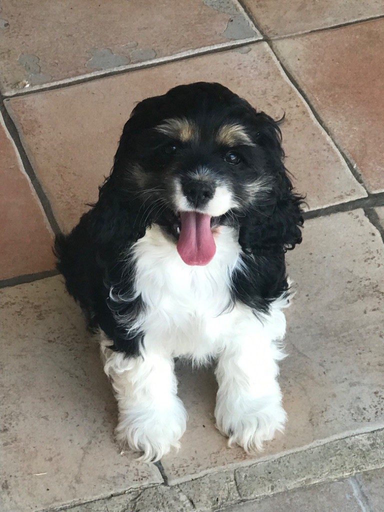 of caniland's dream - Chiots disponibles - American Cocker Spaniel