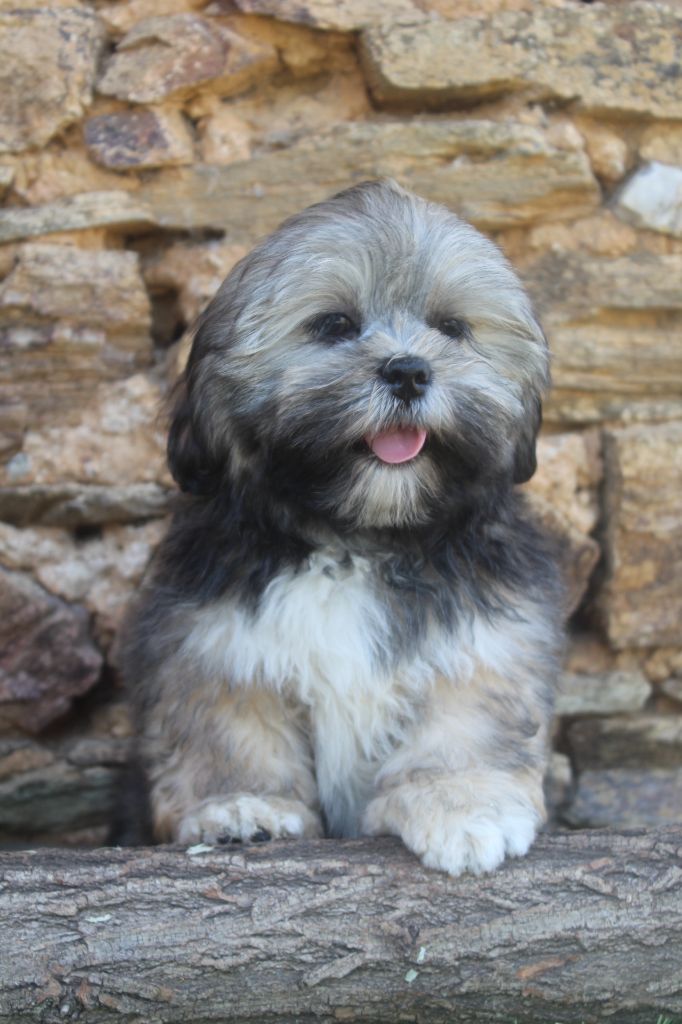 of caniland's dream - Chiots disponibles - Lhassa Apso