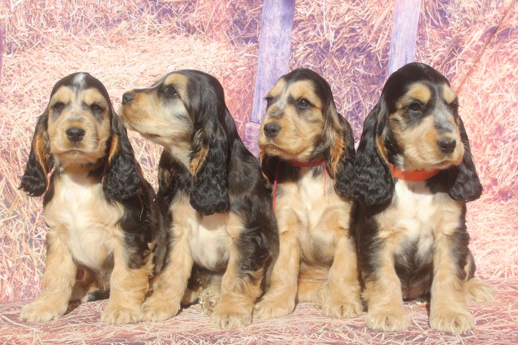 Chiot Cocker Spaniel Anglais of caniland's dream