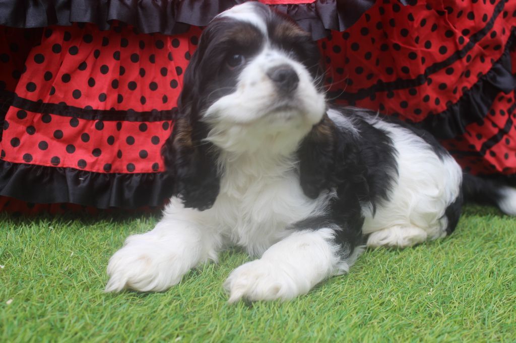 of caniland's dream - Chiots disponibles - American Cocker Spaniel