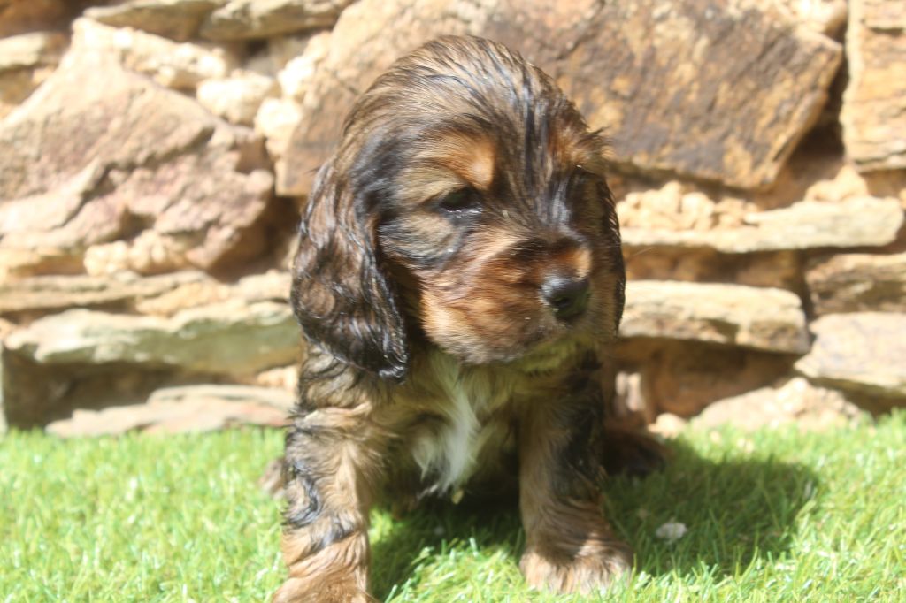 of caniland's dream - Chiots disponibles - Cocker Spaniel Anglais
