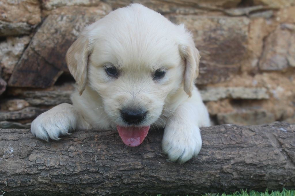 of caniland's dream - Chiots disponibles - Golden Retriever