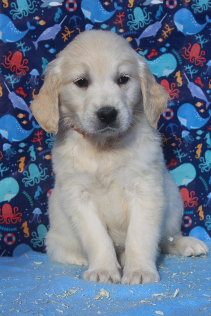 of caniland's dream - Chiots disponibles - Golden Retriever