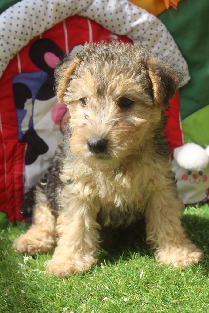 of caniland's dream - Chiots disponibles - Lakeland Terrier