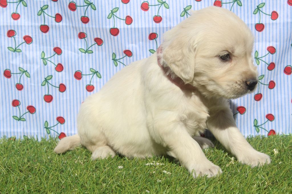 of caniland's dream - Chiots disponibles - Golden Retriever