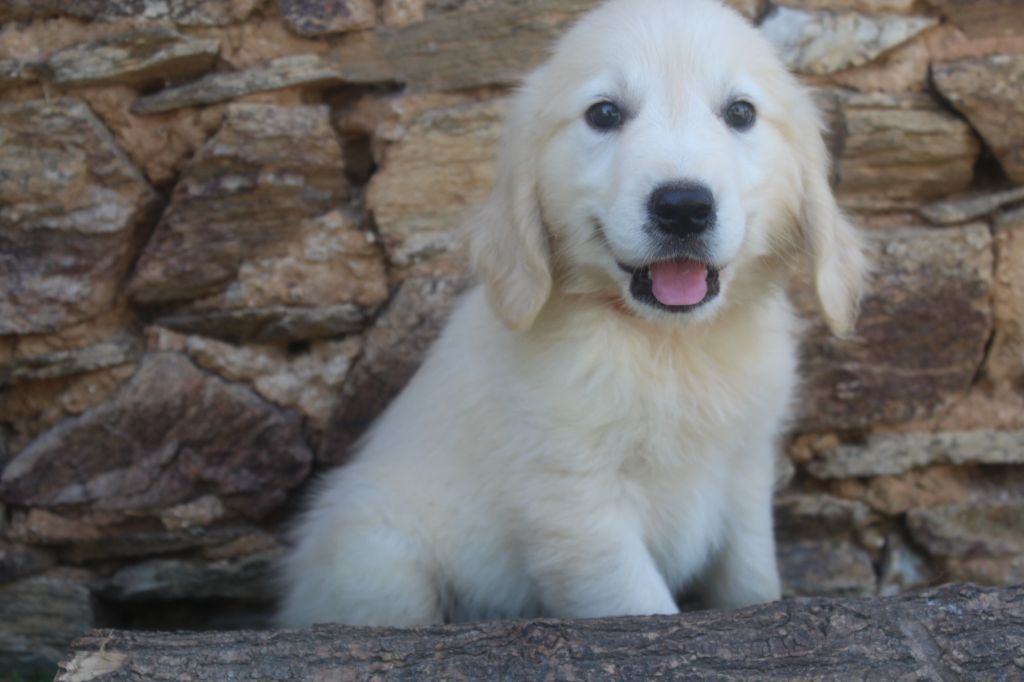 of caniland's dream - Chiots disponibles - Golden Retriever