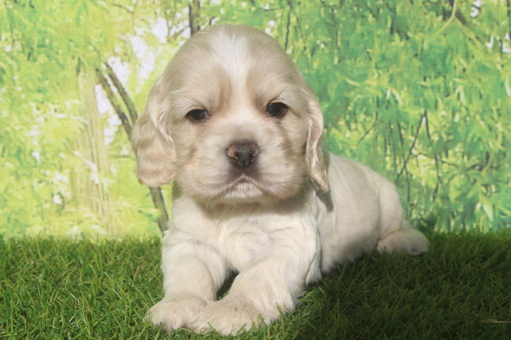 of caniland's dream - Chiots disponibles - American Cocker Spaniel