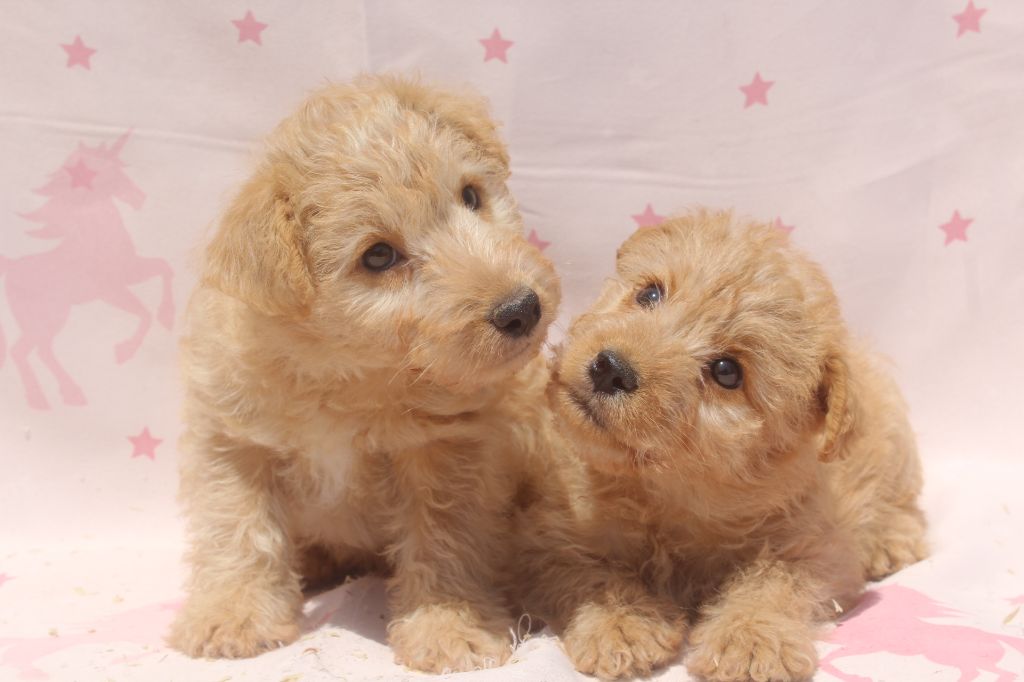 Chiot Lakeland Terrier of caniland's dream