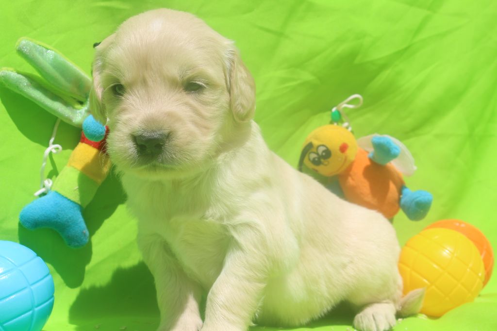 of caniland's dream - Chiots disponibles - Golden Retriever