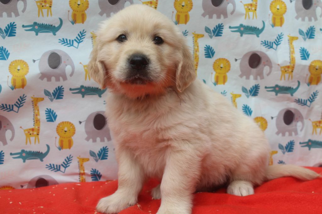 of caniland's dream - Chiots disponibles - Golden Retriever