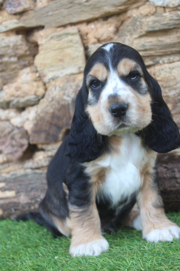 of caniland's dream - Chiots disponibles - Cocker Spaniel Anglais