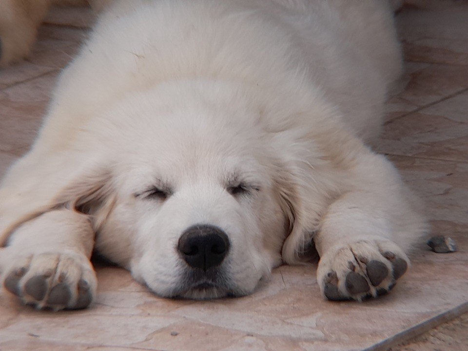 of caniland's dream - Chiots disponibles - Golden Retriever