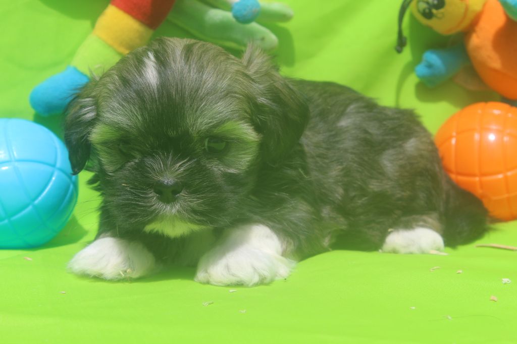 of caniland's dream - Chiots disponibles - Lhassa Apso