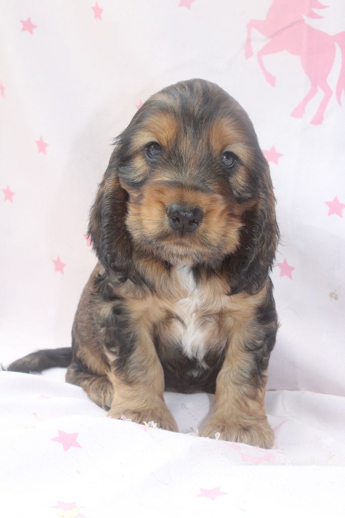 of caniland's dream - Chiots disponibles - Cocker Spaniel Anglais