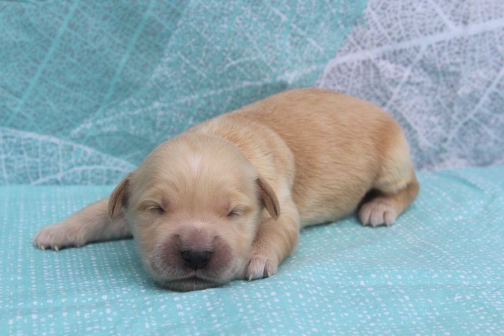 of caniland's dream - Chiots disponibles - Golden Retriever