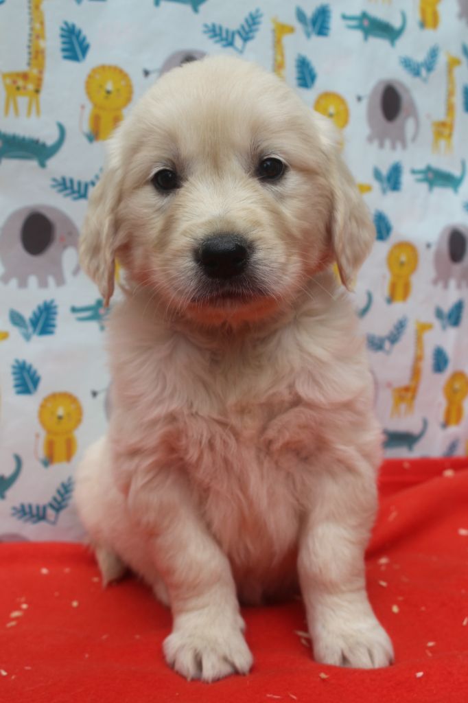 of caniland's dream - Chiots disponibles - Golden Retriever