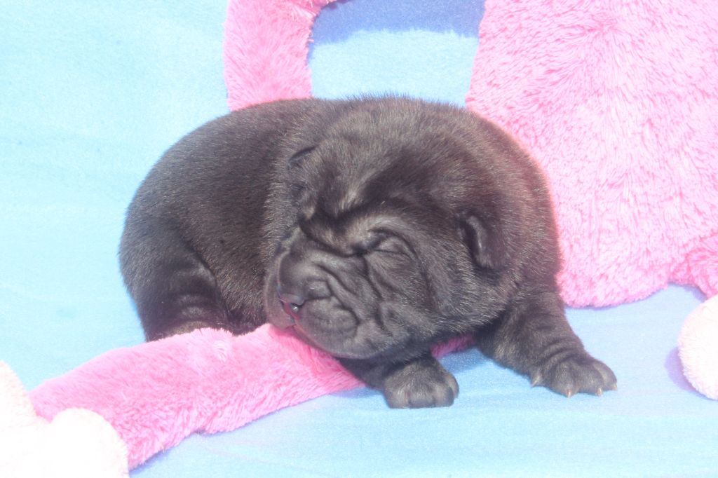 of caniland's dream - Chiots disponibles - Shar Pei
