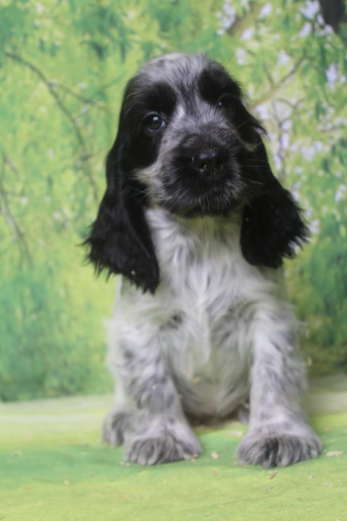 of caniland's dream - Chiots disponibles - Cocker Spaniel Anglais