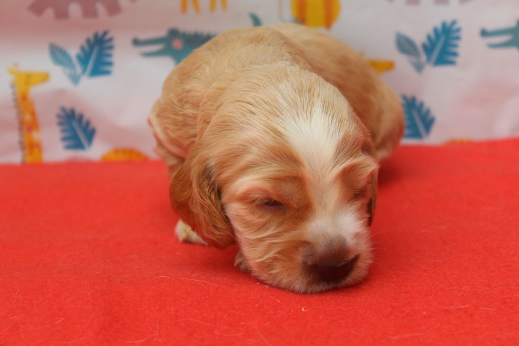 of caniland's dream - Chiots disponibles - Cocker Spaniel Anglais