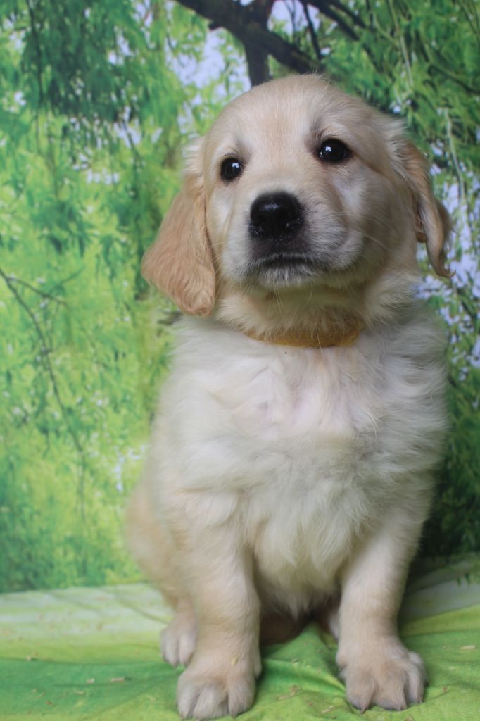 of caniland's dream - Chiots disponibles - Golden Retriever