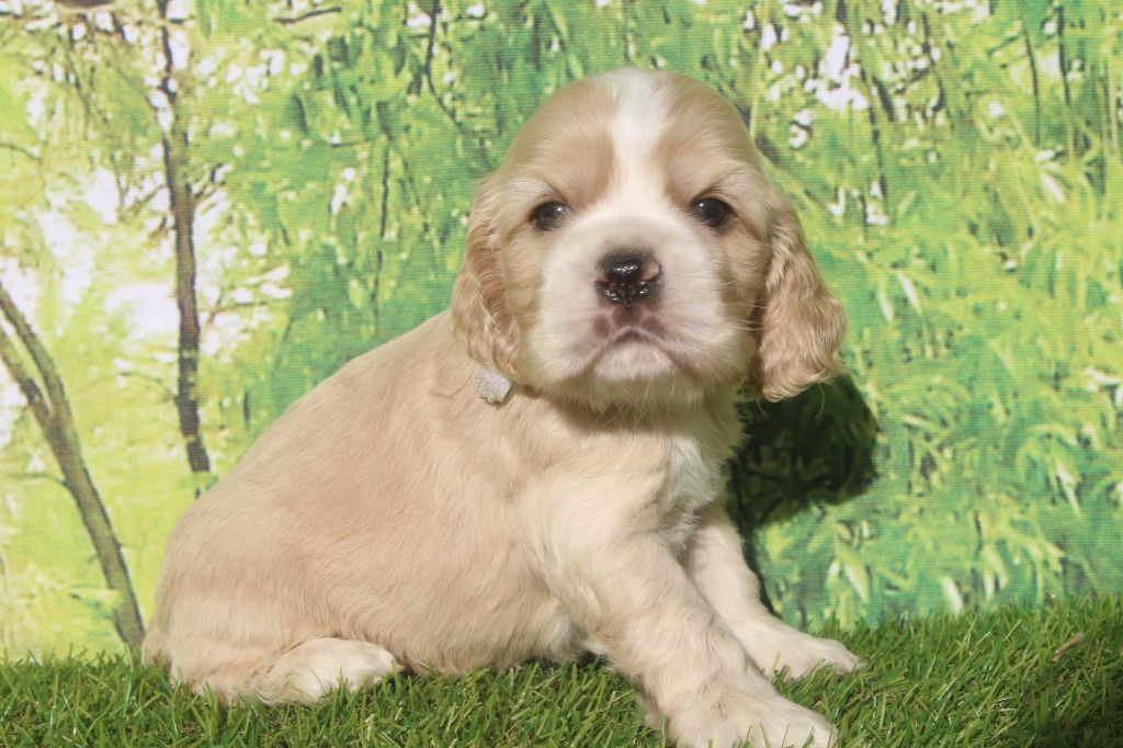 of caniland's dream - Chiots disponibles - American Cocker Spaniel