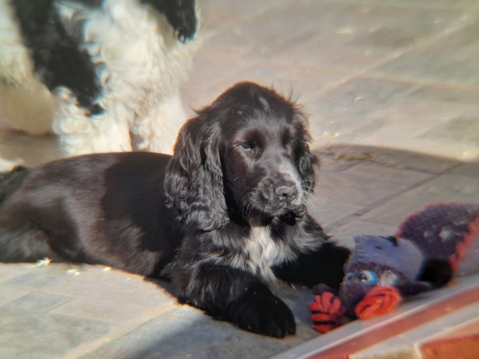 of caniland's dream - Chiots disponibles - Cocker Spaniel Anglais
