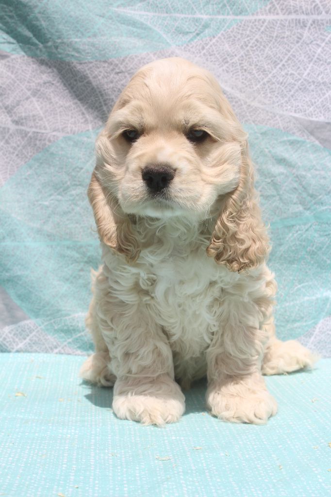 of caniland's dream - Chiots disponibles - American Cocker Spaniel