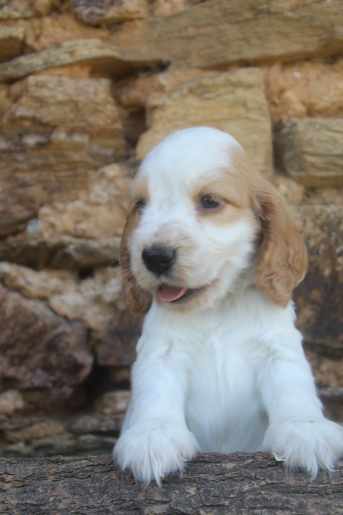 of caniland's dream - Chiots disponibles - Cocker Spaniel Anglais