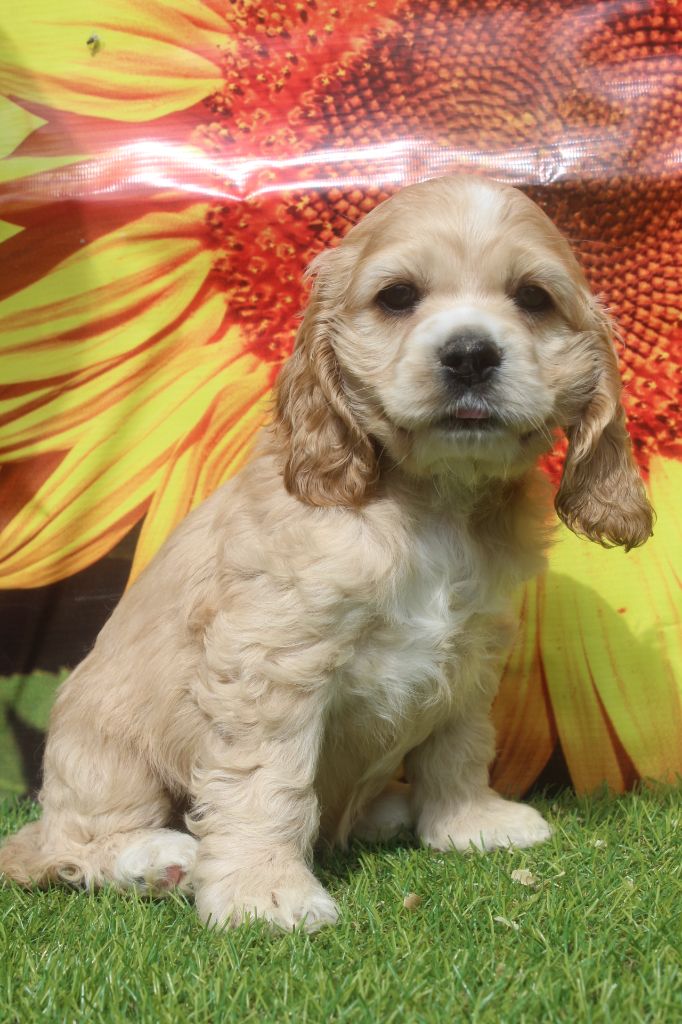 of caniland's dream - Chiots disponibles - American Cocker Spaniel