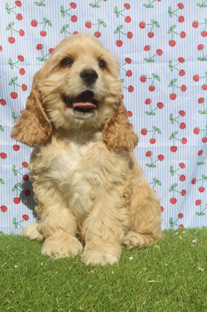 of caniland's dream - Chiots disponibles - American Cocker Spaniel