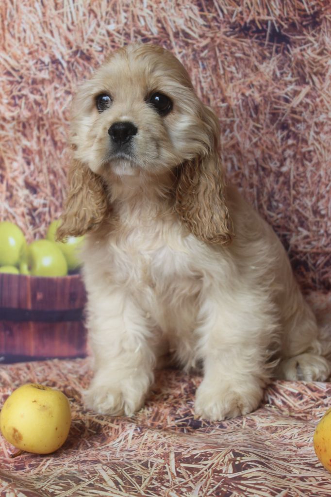 of caniland's dream - Chiots disponibles - American Cocker Spaniel