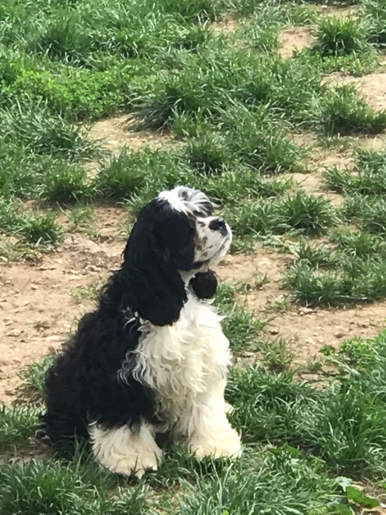 of caniland's dream - Chiots disponibles - American Cocker Spaniel