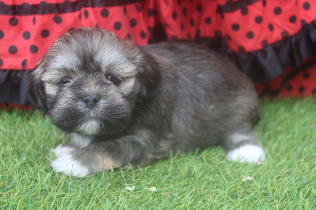 of caniland's dream - Chiots disponibles - Lhassa Apso