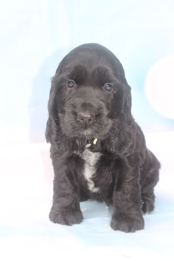 of caniland's dream - Chiots disponibles - Cocker Spaniel Anglais