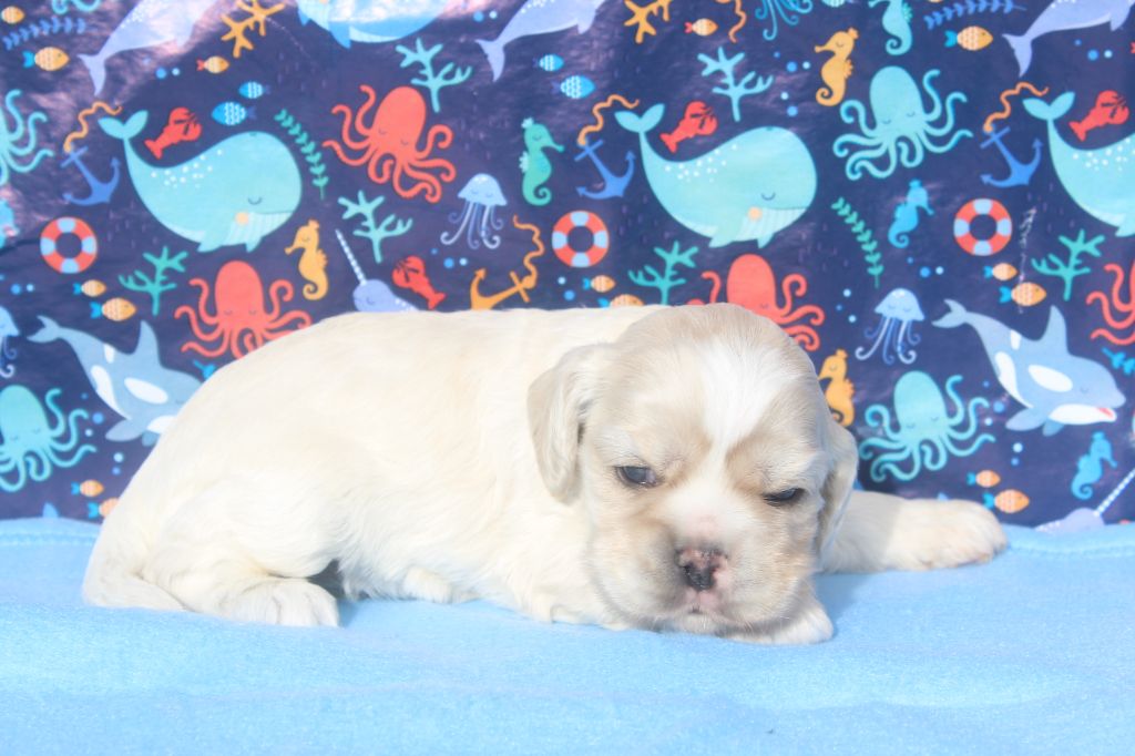 of caniland's dream - Chiots disponibles - American Cocker Spaniel