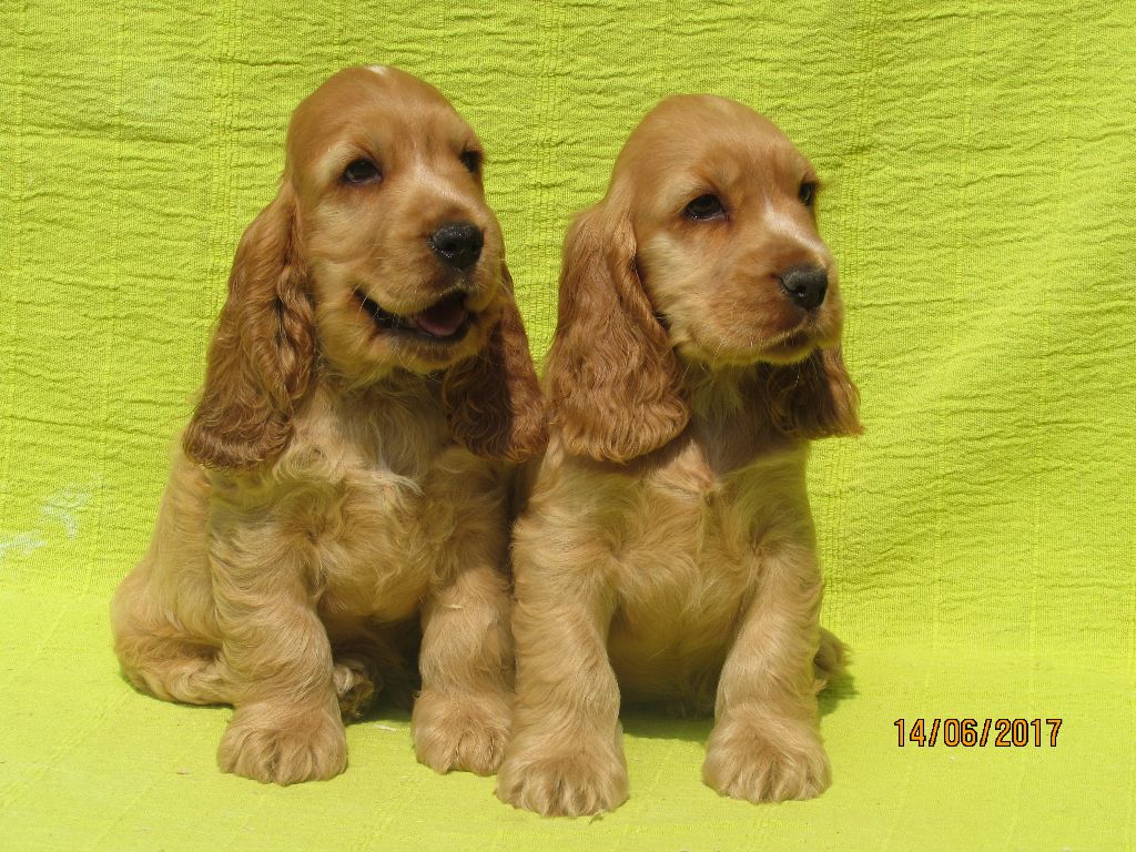 Chiot Cocker Spaniel Anglais of caniland's dream