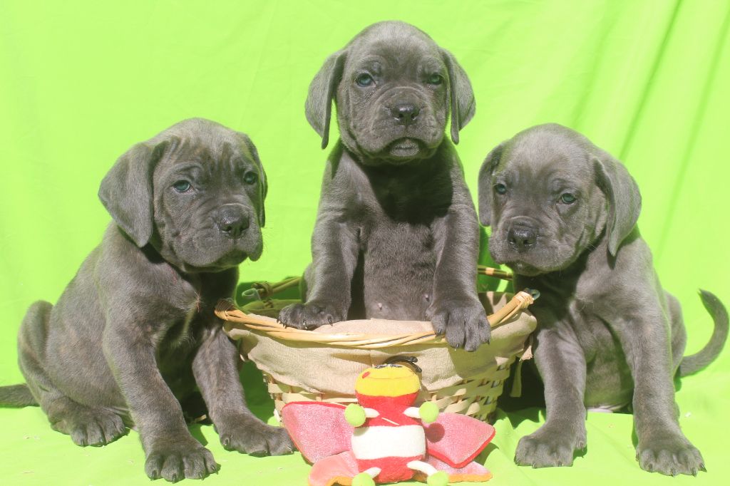 Chiot Cane Corso of caniland's dream