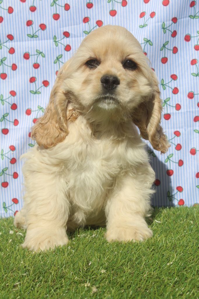 of caniland's dream - Chiots disponibles - American Cocker Spaniel