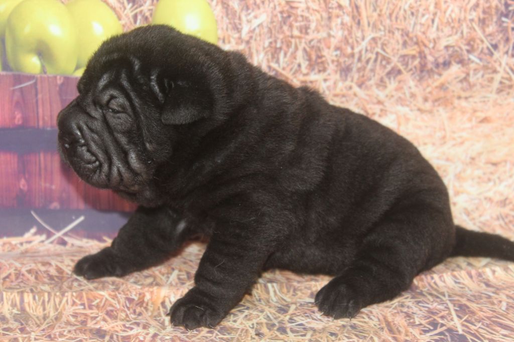of caniland's dream - Chiots disponibles - Shar Pei