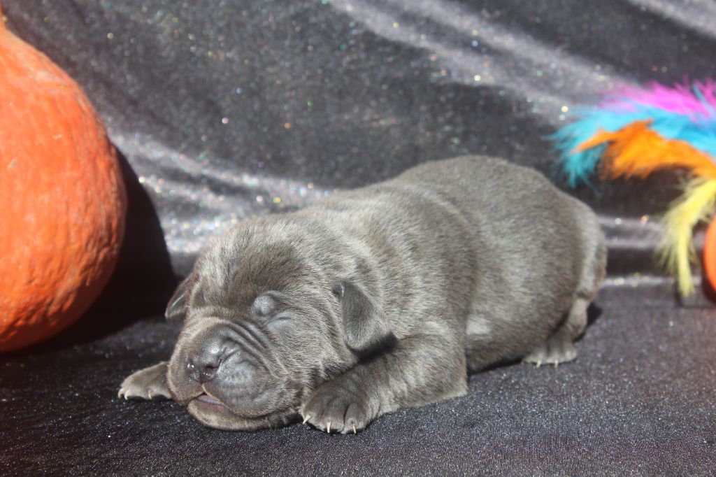 of caniland's dream - Chiots disponibles - Cane Corso