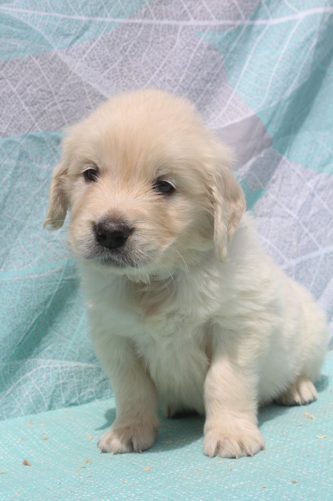 of caniland's dream - Chiots disponibles - Golden Retriever